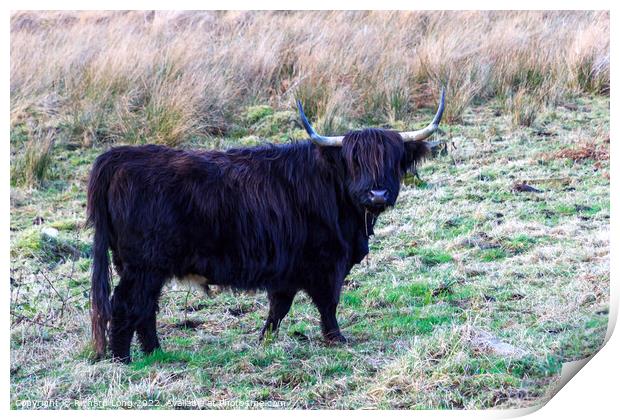 Black Highland Cow Print by Richard Long