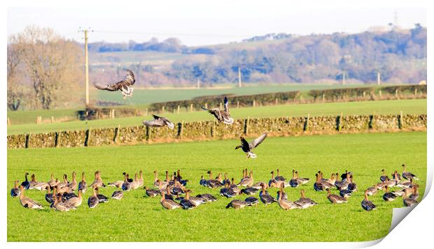 Pink footed Geese Print by Richard Long