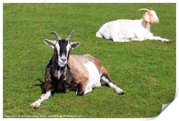 Boer Goat lying down Print by Richard Long