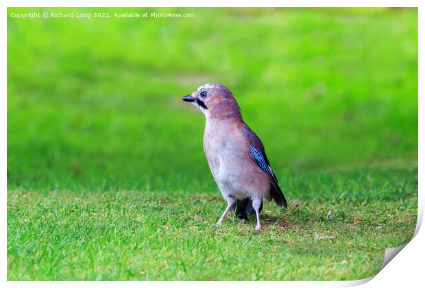 Common jay Print by Richard Long