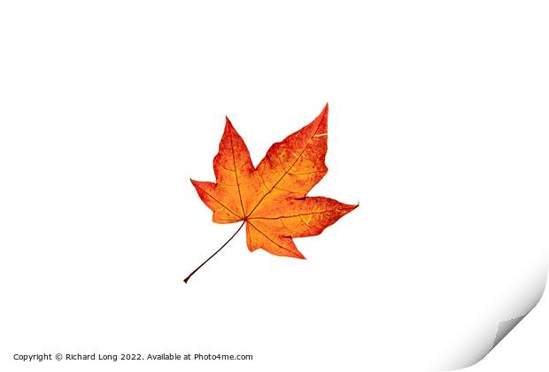 Autumn coloured Acer leaf Print by Richard Long