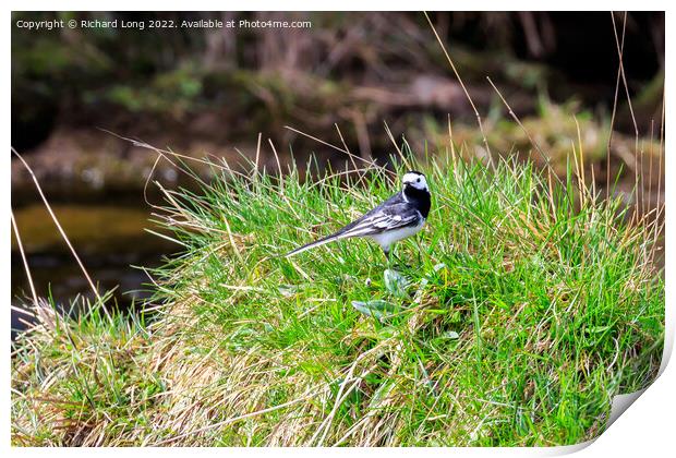 Pied Wagtail  Print by Richard Long