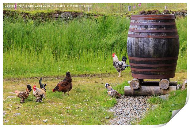 Farmyard Chickens  Print by Richard Long