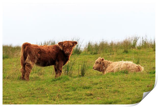  Two Highland calves on a Scottish hillside Print by Richard Long