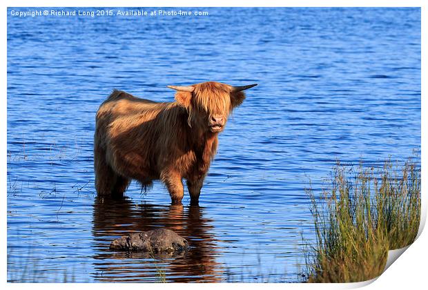  Sunlit Highland cow standing in Loch Achray Print by Richard Long