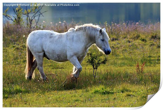  Sunlit White Stallion  Print by Richard Long