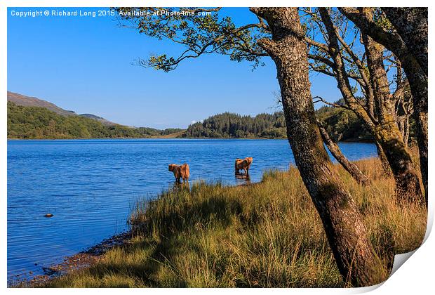 Highland cows standing in Loch Achray Print by Richard Long
