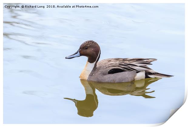 Northern Pintail duck Print by Richard Long