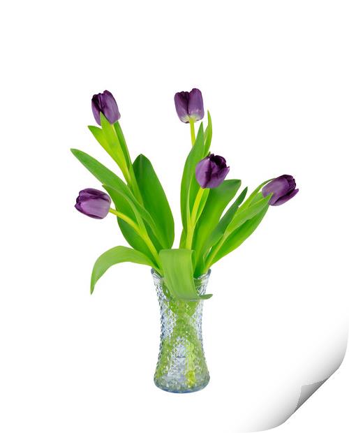 Purple Tulips in a glass vase Print by Richard Long
