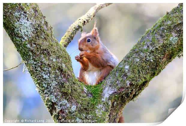 Cute Red Squirrel sitting on branches of a tree Print by Richard Long