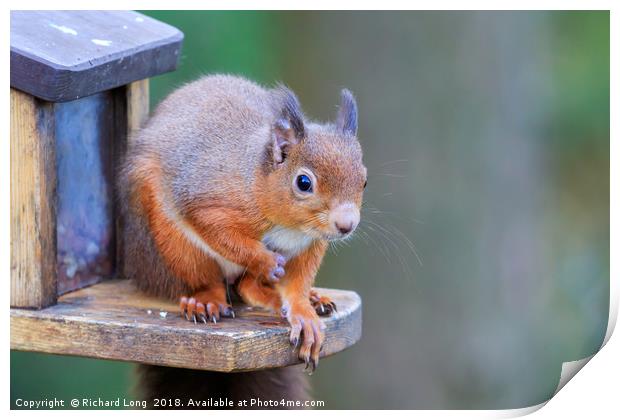 Red Squirrel sitting on feeder box Print by Richard Long