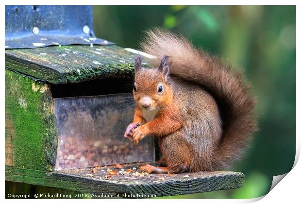 Inquisitive Red Squirrel  Print by Richard Long