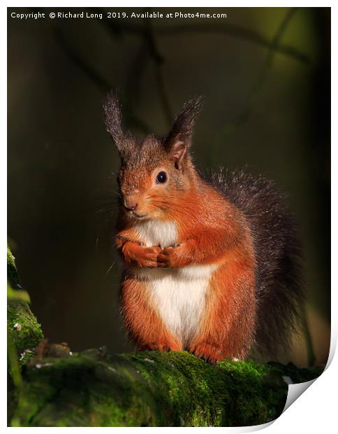  Solitary Red Squirrel  Print by Richard Long