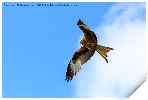 Red Kite poised to pounce Print by Richard Long