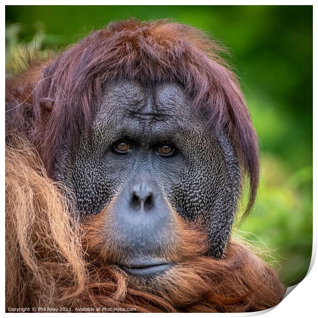 An Orangutan portrait Print by Phil Reay