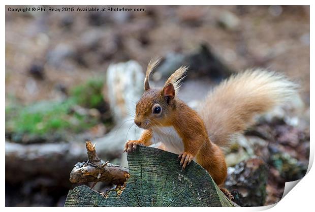  Red squirrel Print by Phil Reay