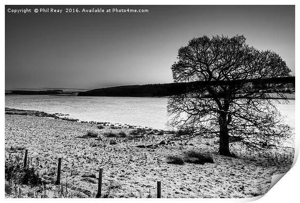 Lone tree Print by Phil Reay