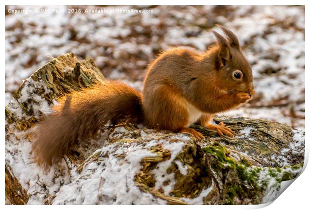 A gorgeous Red squirrel Print by Phil Reay