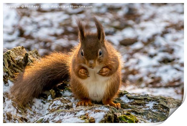 Red squirrel Print by Phil Reay