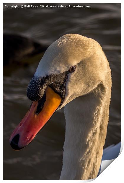 A mute swan Print by Phil Reay