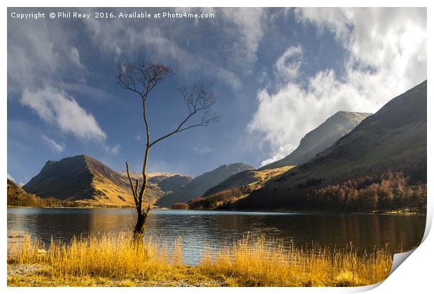 The Lone Tree Print by Phil Reay