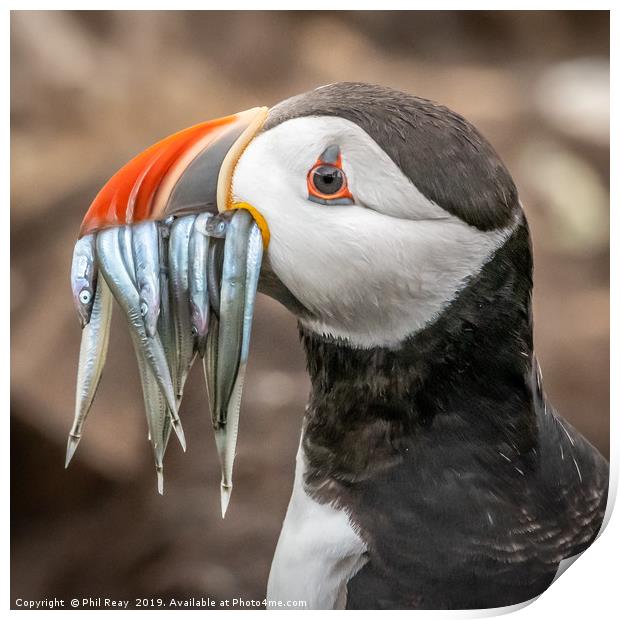 North Atlantic Puffin with sand eels Print by Phil Reay