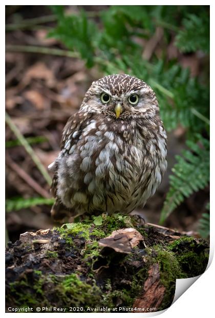 Little Owl Print by Phil Reay