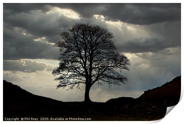 Sycamore Gap Print by Phil Reay