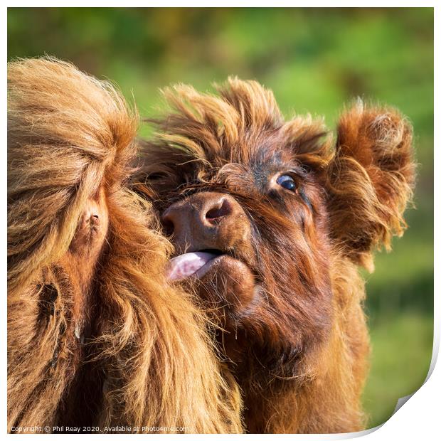 Hairy Coo closeup-funny face Print by Phil Reay