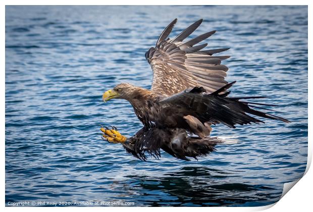 White Tailed Sea Eagle Print by Phil Reay