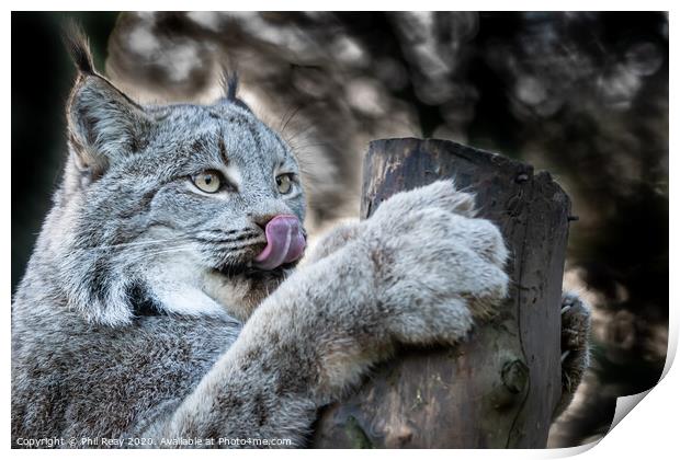Canadian Lynx Print by Phil Reay