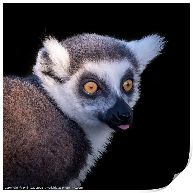 A close up of a Ring Tailed Lemur Print by Phil Reay