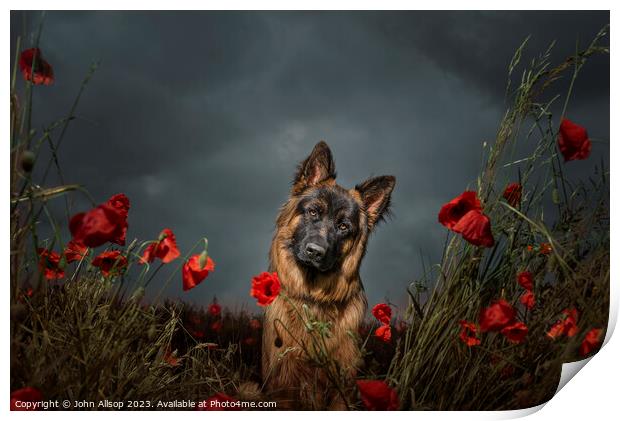 German shepherd in the poppy fields of France. Print by John Allsop