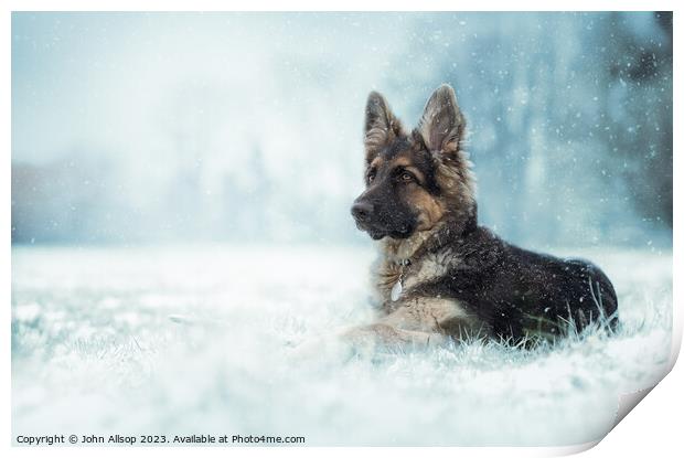 German Shepherd in the winter snow Print by John Allsop