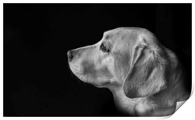  labrador Print by John Allsop