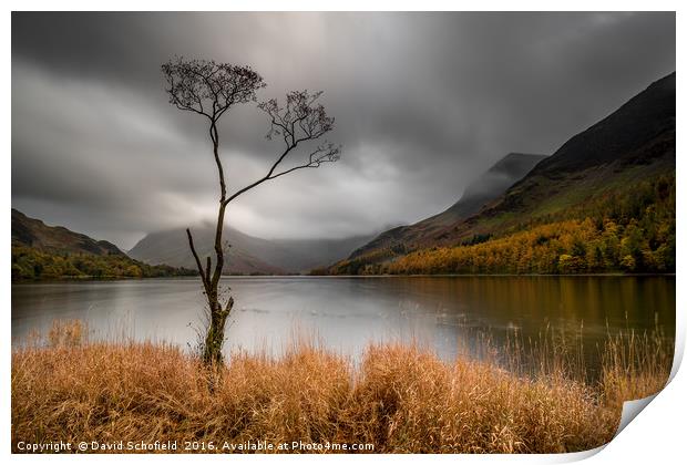 The Lone Tree, Buttermere Lake Print by David Schofield