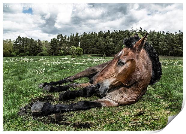  War Horse Print by Sacha Hayward