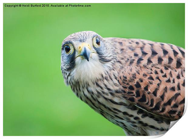  Kestrel Print by Heidi Burford