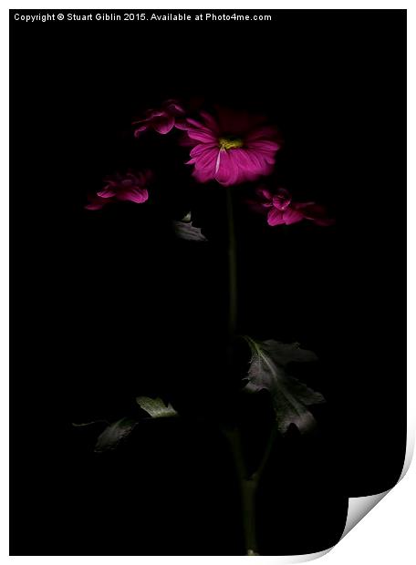 Chrysanthemum - Two Print by Stuart Giblin