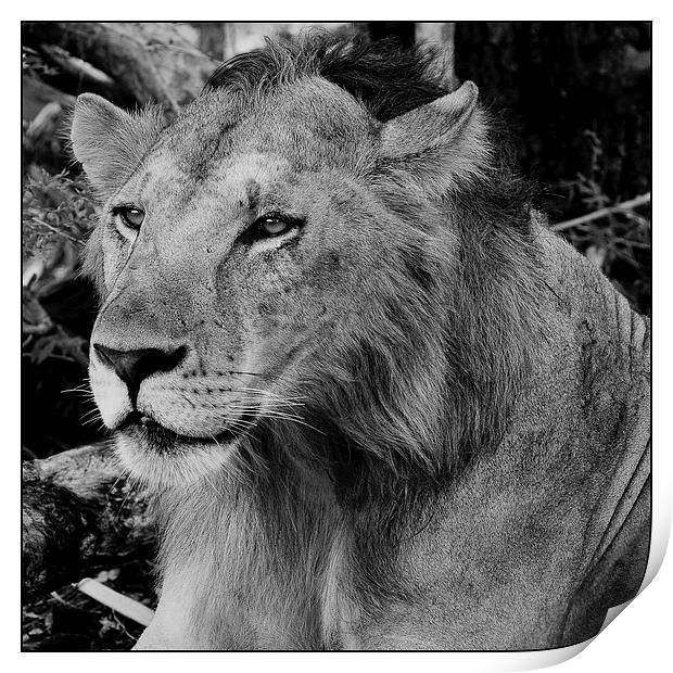  Lion portrait 1 Print by Christopher Brewell