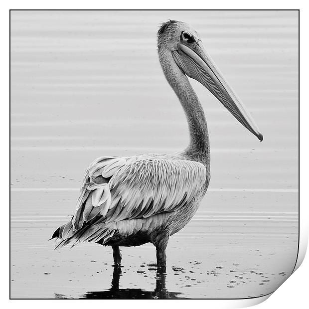  Pelican Print by Christopher Brewell