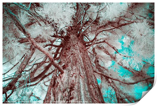 Infrared Tree Print by Amanda Peglitsis