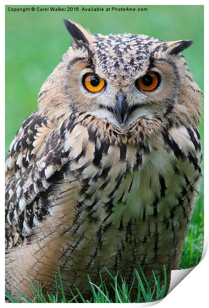  Eagle Owl Print by Carol Walker