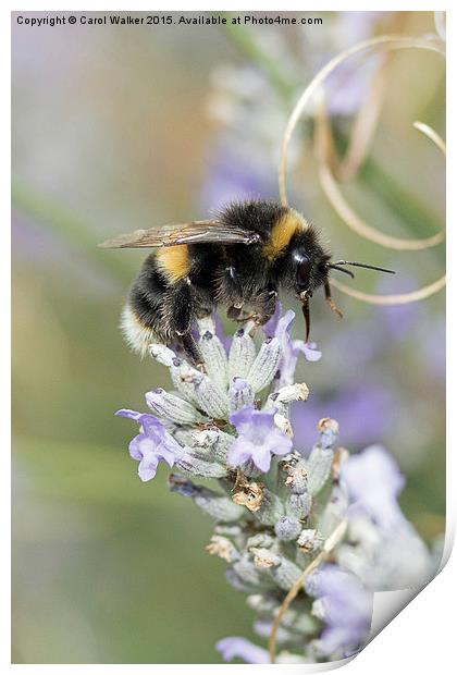  Bee on lavender Print by Carol Walker