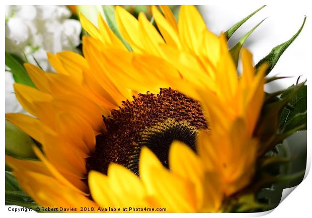 Sunflower Print by Robert Davies