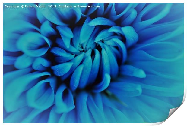 Blue Chrysanthemum Flower Print by Robert Davies