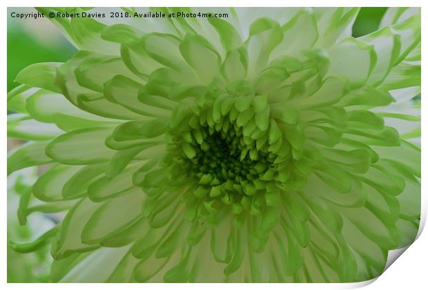 Green Chrysanthemum Flower  Print by Robert Davies