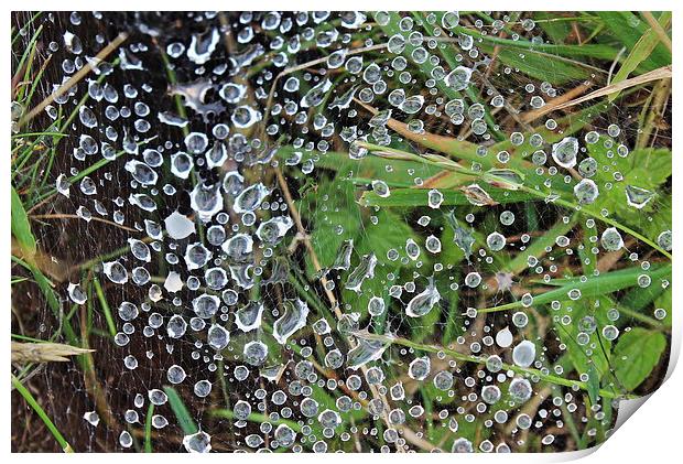  Water droplets on a spiders web Print by Caroline Hillier