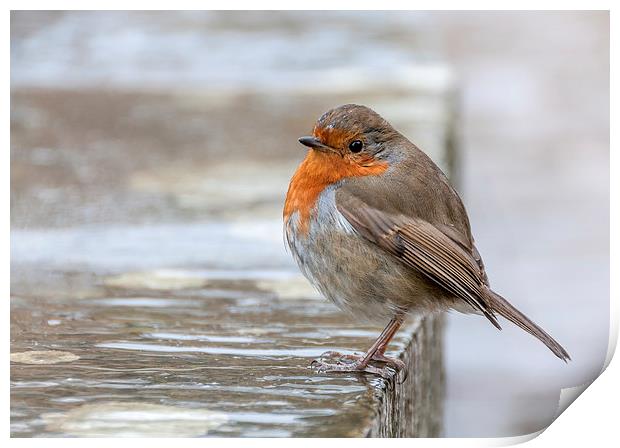  Robin in the Rain Print by Colin Evans