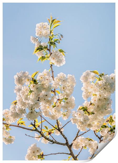  White Blossom Print by Colin Evans